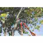 Sécateur Manche Bois Orange Tramontina – Coupe Précise Jardin – Image 3