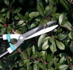 SECATEUR GAZON 22" 557MM TOTAL - Image 2 - SOGEDIM Market