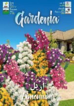 Limonium (أريل) – Vivace Résistante Été & Sécheresse