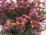 Limonium (أريل) – Vivace Résistante Été & Sécheresse – Image 2