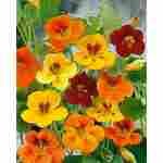 Sachet Graines Capucine Nain – Fleurs Compactes & Colorées – Image 2