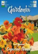 Sachet Graines Capucine Nain – Fleurs Compactes & Colorées