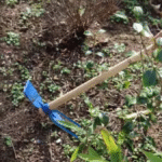 Binette 2 dents manche bois professionnelle TOOLS ABDO - الصورة 2