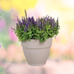 pot de - POT DE FLEUR ROND 3.2L KAMELIA PLAST - SOGEDIM Market Algérie